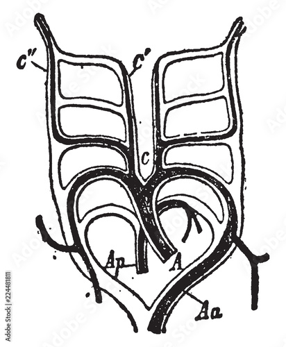 Aortic Arches, vintage illustration.