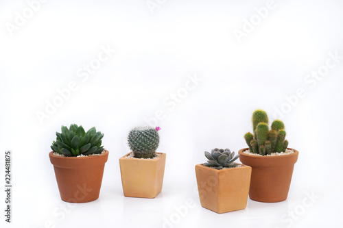 Cactus and succulent in pot isolated on white background.