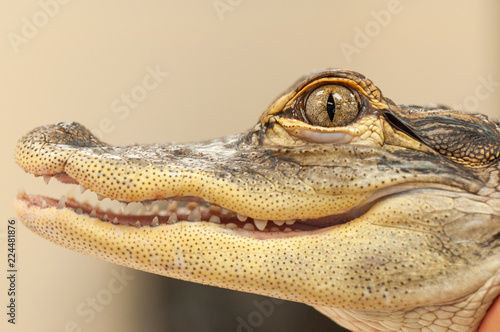 Common Caiman Closeup