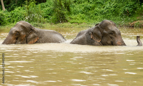 elephants bathing