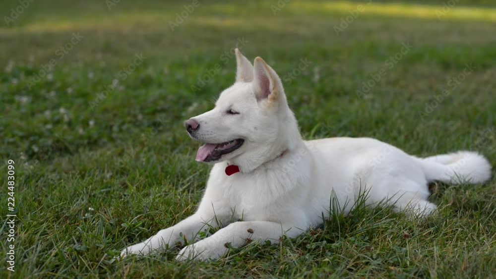 Beautiful white Akita on the grass in the park on a sunny morning. Beautiful white Akita on the grass in the park on a sunny morning.