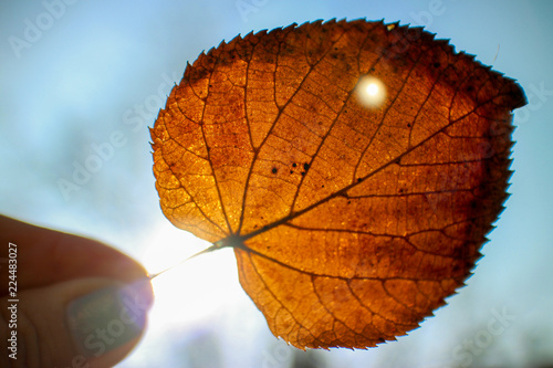 autumn sunbathing leaves background