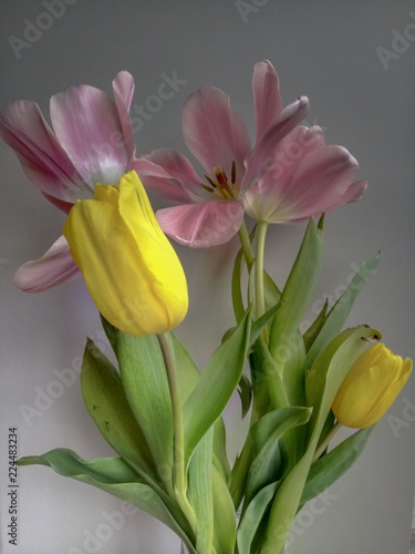 Set of five colored tulips isolated on gradient background