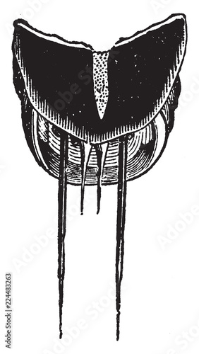 Bristles at the Extremity of the Abdomen of the Hydrophilus Piceus, vintage illustration.