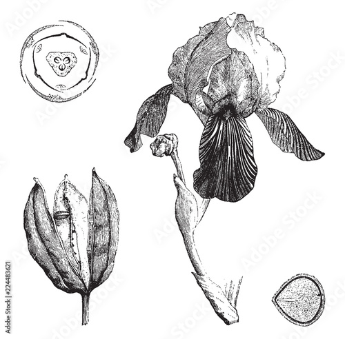 Maguey vintage illustration.