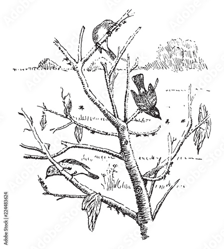 Warblers Eating Plant Lice, vintage illustration.