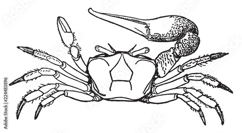 Fiddler crab, vintage illustration.