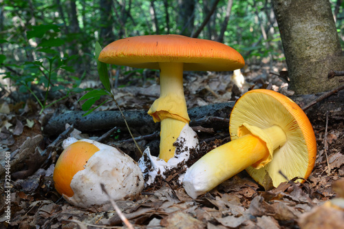 Three stadium of Caesar's mushroom