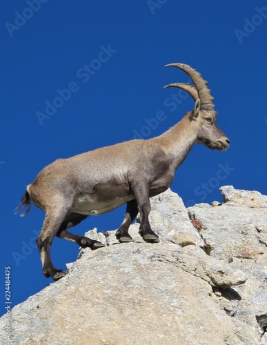 Male alpine ibex  Switzerland.