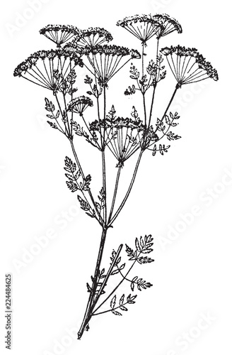 Poison hemlock vintage illustration.