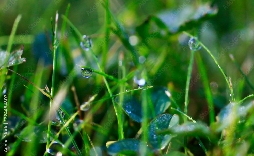 A drop of water on the grass close up. A drop of water on the grass close up.