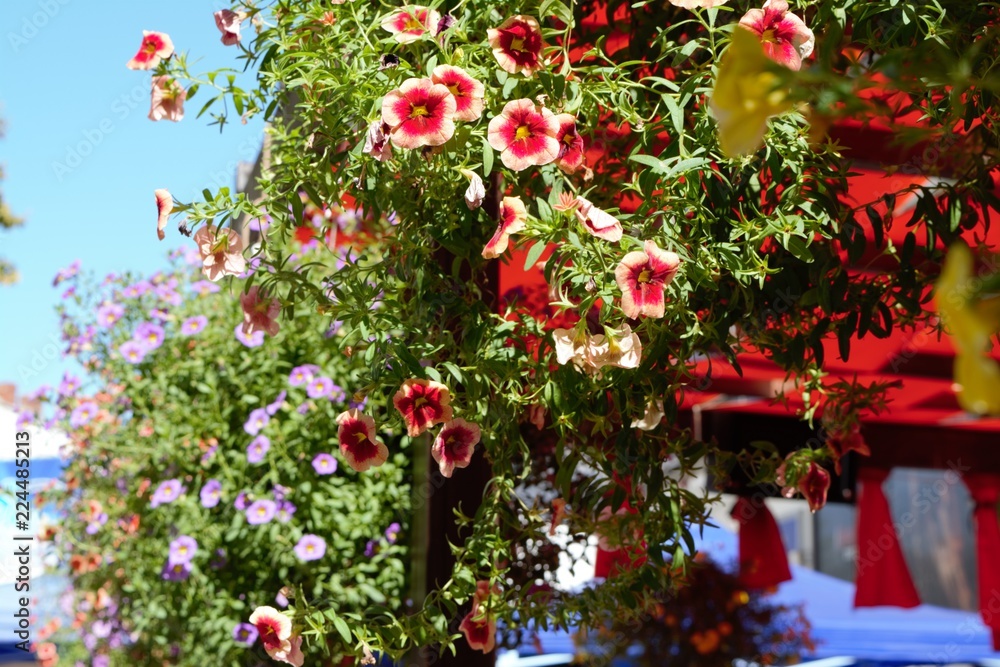 Colourful flowers hanging from the rooftop pf a caffeteria in Troyan, a city of Bulgaria