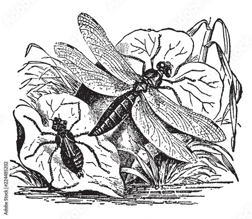 Dragon Fly and Nymph, vintage illustration.