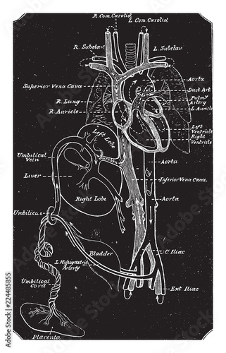 Diagram of Fetal Circulation, vintage illustration.