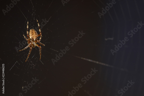 macro spider on the web