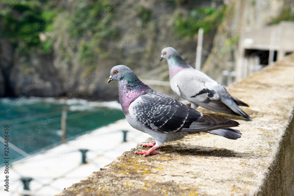 Obraz premium two dove