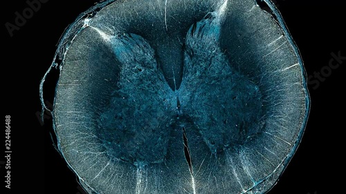 spinal cord - cross section cut under the microscope – microscopic view of animal cells for education