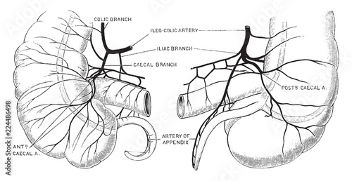 Blood Supply of Caecum and Appendix, vintage illustration.