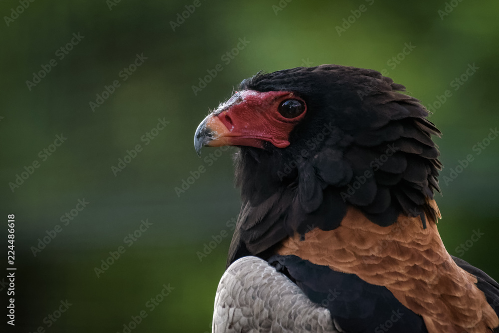 Portrait of a bateleur eagle sitting on a branch Portrait of a bateleur eagle sitting on a branch