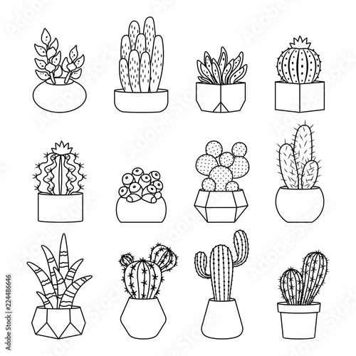 Cartoon line style cactus and succulents vector set. Decirative flowers and plants in pots. Isolated icons illustration