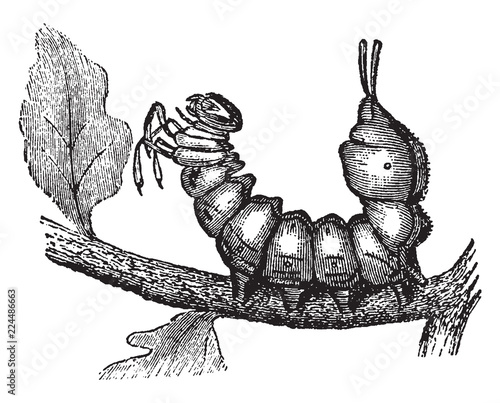Larva of Lobster Moth, vintage illustration.