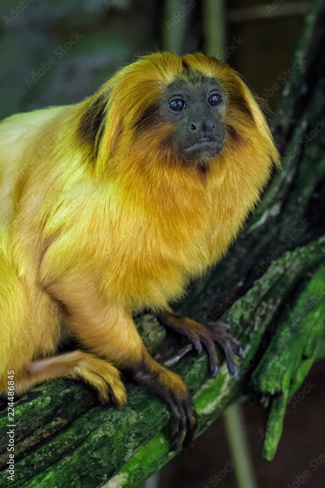 Golden lion tamarin on a branch Golden lion tamarin on a branch