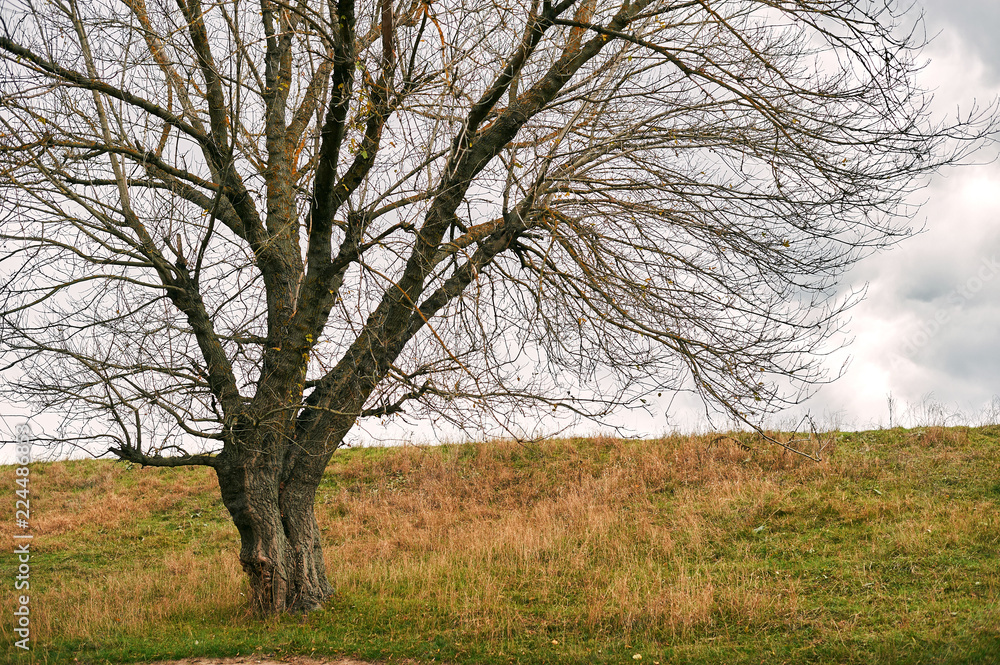 one tree without leaves is on the hill - beautiful autumn landscape in forest and moody sky one tree without leaves is on the hill - beautiful autumn landscape in forest and moody sky