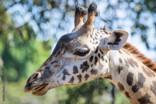 Photography Closeup portrait of a giraffe