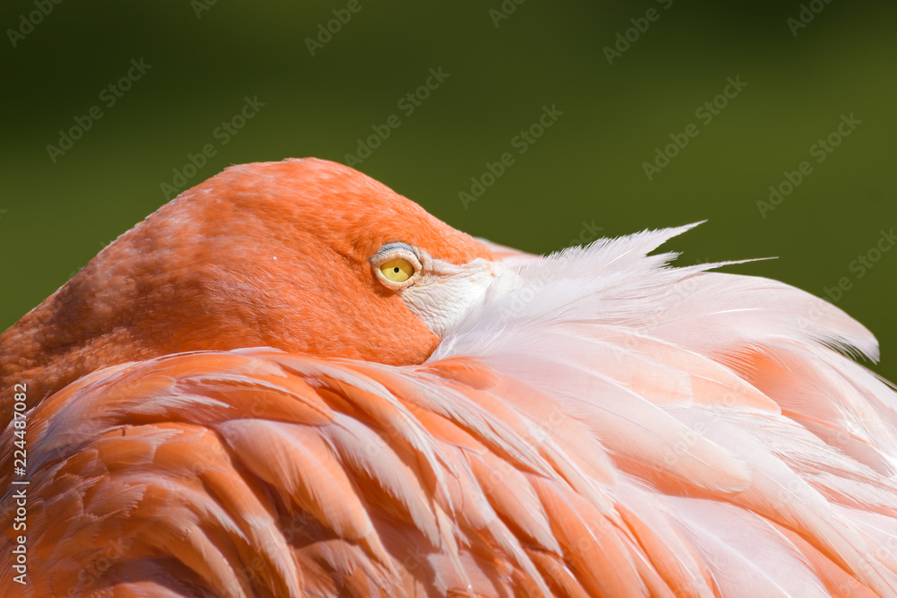 Fototapeta premium Closeup portrait of a flamingo