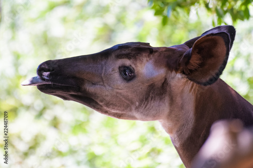 Okapi eating leaves from a tree