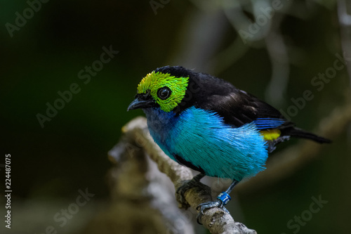 Paradise tanager sitting on a branch photo
