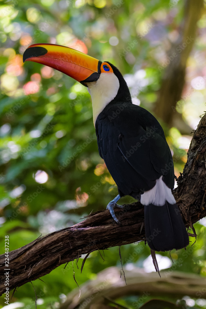 Fototapeta premium Toco Toucan in a tree