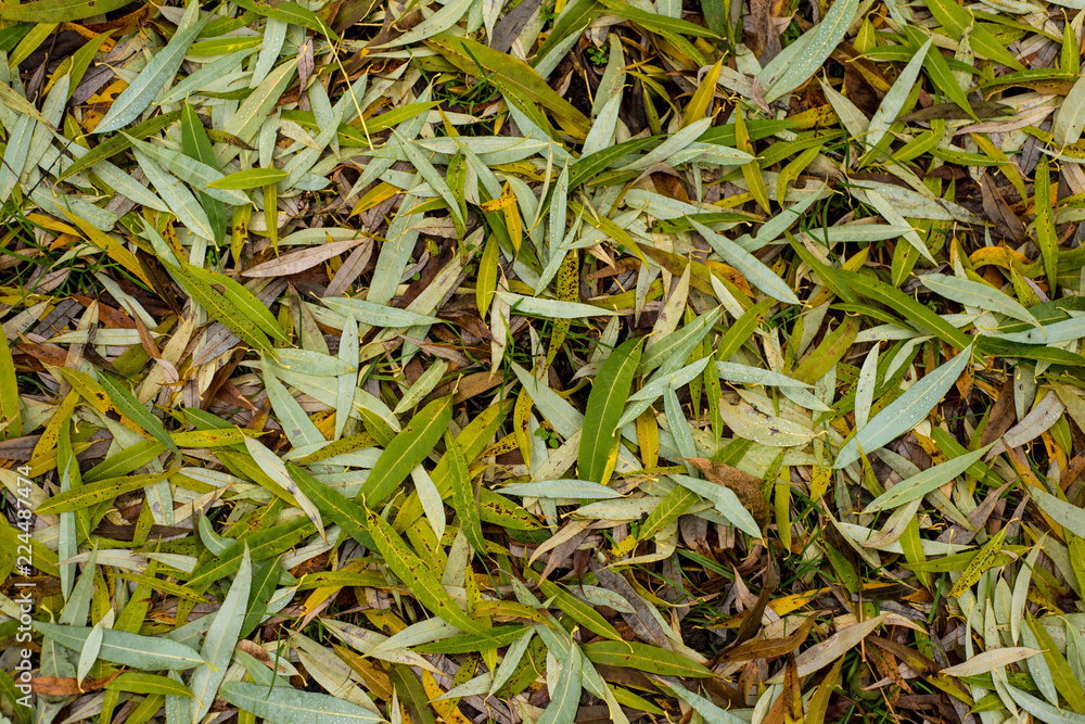 a carpet of Fallen Golden green leaves of the tree, willow