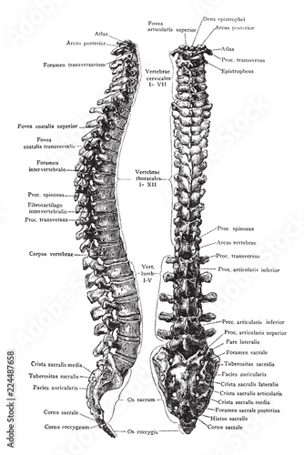 Lateral and Posterior View of the Vertebral Column, vintage illustration.