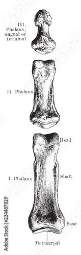 Phalanges, vintage illustration.