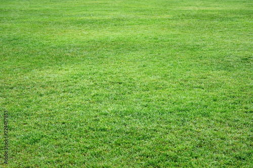 beautiful smoothly neatly trimmed manicured lawn with green grass in the city park. Background