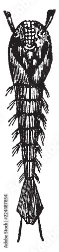 Pupa of the Gnat, vintage illustration.