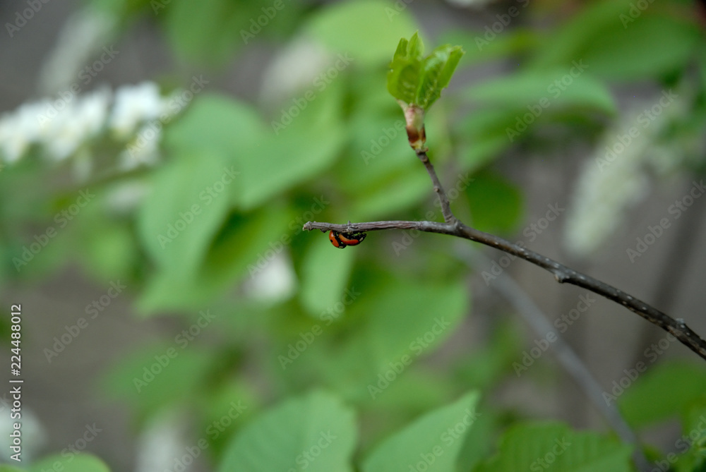 leaf on tree and bud leaf on tree and bud