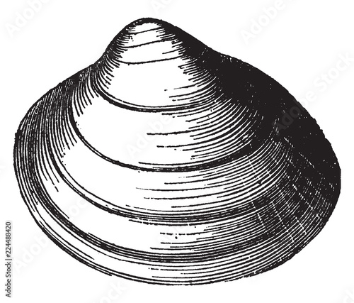 Cardium Groenlandicum, vintage illustration.