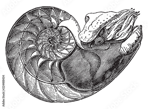Nautilus Pompilius showing the interior of the lower cell to which the animal is fixed, vintage illustration.