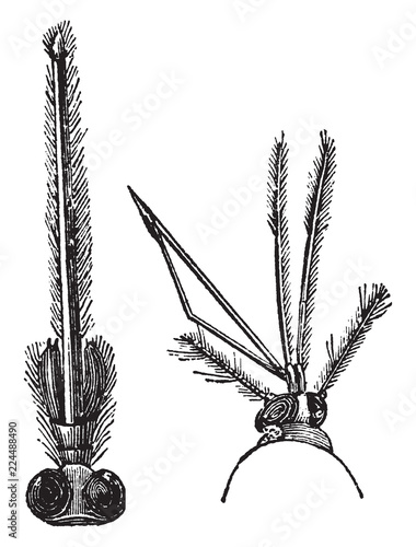 Magnified Trunk of Gnat, vintage illustration.