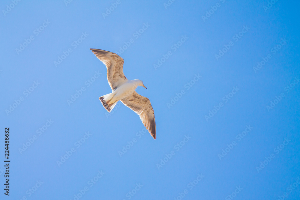 Obraz premium A lone gull in a clear blue sky with small white clouds.
