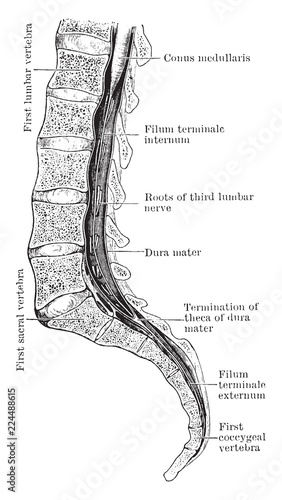 Sacral Region of Spinal Canal, vintage illustration