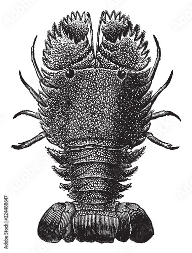 Slipper Lobster, vintage illustration.