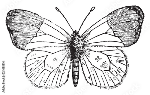 Anthocharis Cardamines, vintage illustration.