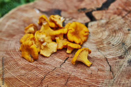 Forest wild chanterelles served on wooden plate in green grass