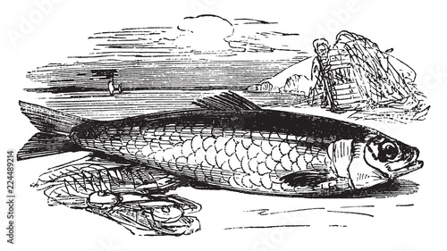 Atlantic Herring, vintage illustration.