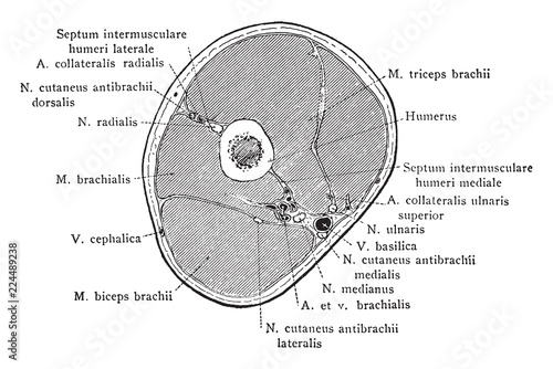 Cross Section Through Middle Upper Arm, vintage illustration