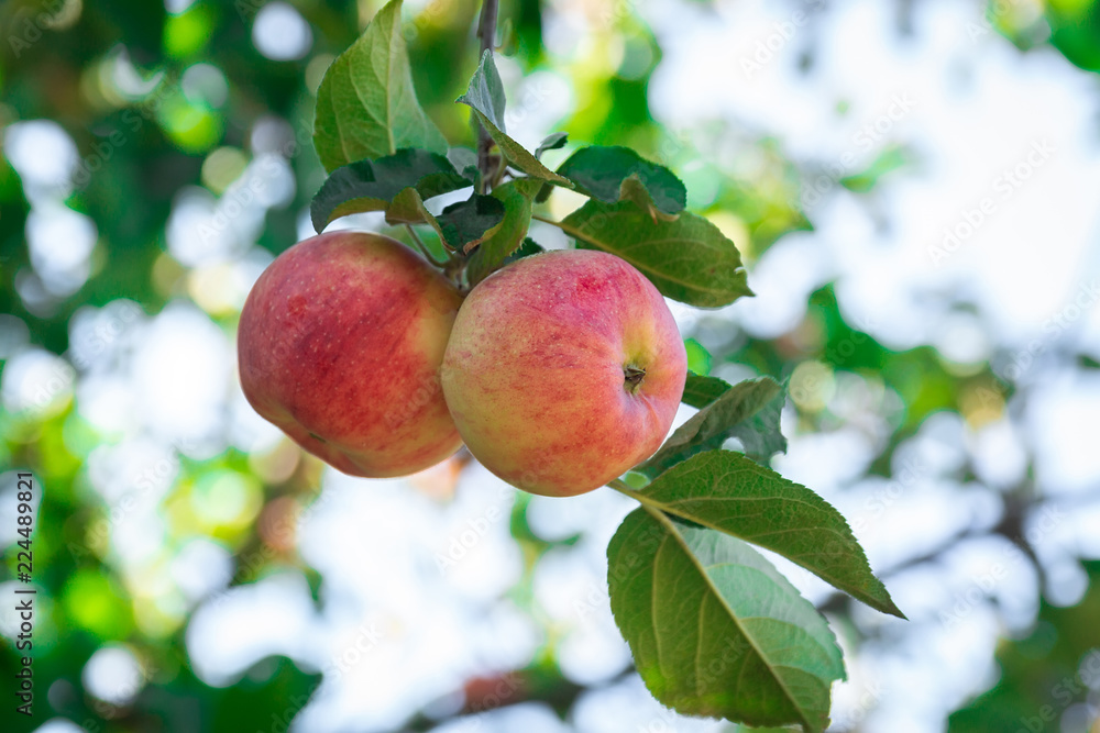 fresh apples on apple trees fresh apples on apple trees