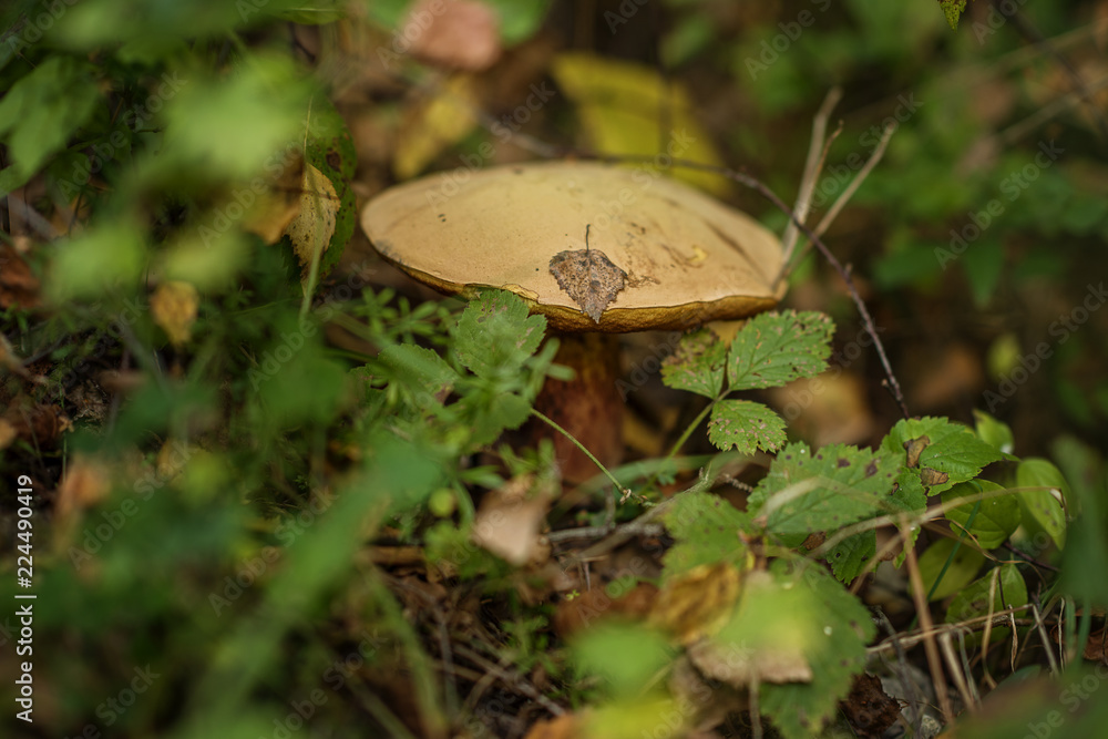 Suillellus luridus (formerly Boletus luridus), commonly known as the lurid bolete, is a fungus of the bolete family, found in deciduous woodlands on chalky soils Suillellus luridus (formerly Boletus luridus), commonly known as the lurid bolete, is a fungus of the bolete family, found in deciduous woodlands on chalky soils